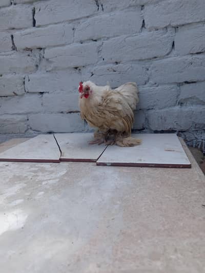 Zero size white Bantum female