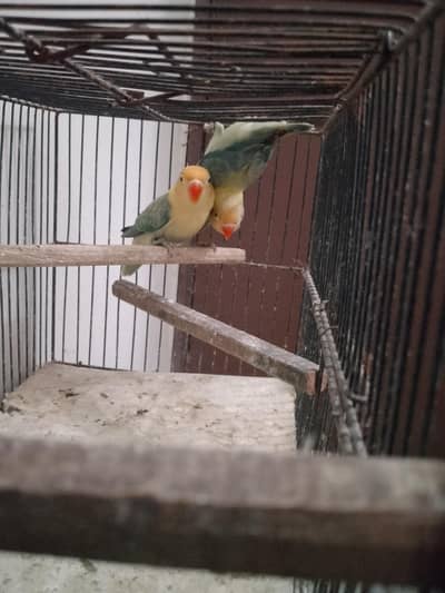 PARBLUE EUWING OPALINE PAIR