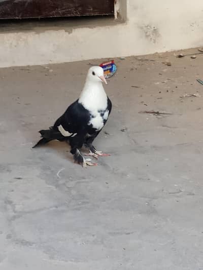 kirbali female 100/berding contact me 0-3090863390