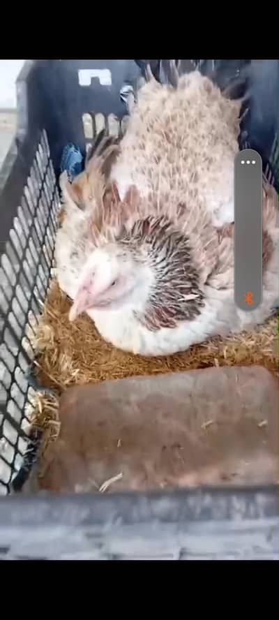 kurak madi big saiz  0312 4580015