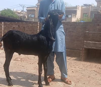 2 dant Qurbani Bakra