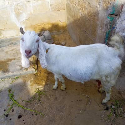 1bakri 3 bachy bakry for sale
