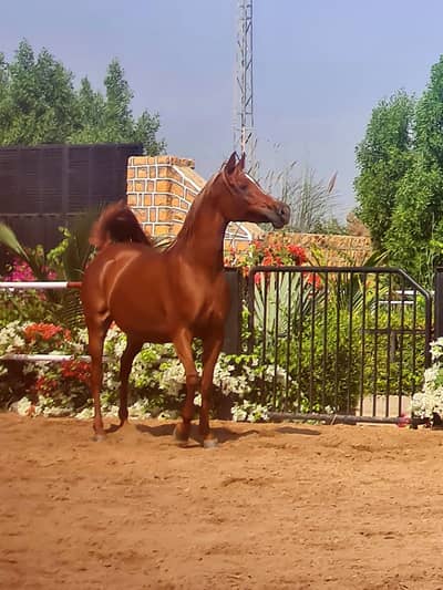Pure arabic horse |  Pragnent mare| pedigree horses for sale|gbn ghori