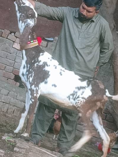 sheera print Confram Gaban 100% phat sale