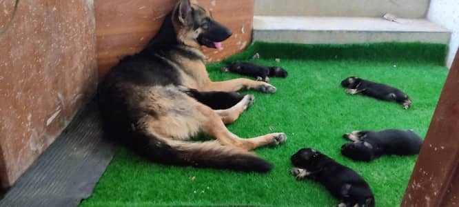 German Shepherd puppies