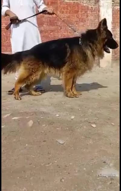 German Shepherd urgent for sale only Whatsapp number 03327945291