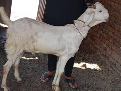 Desi Bakra