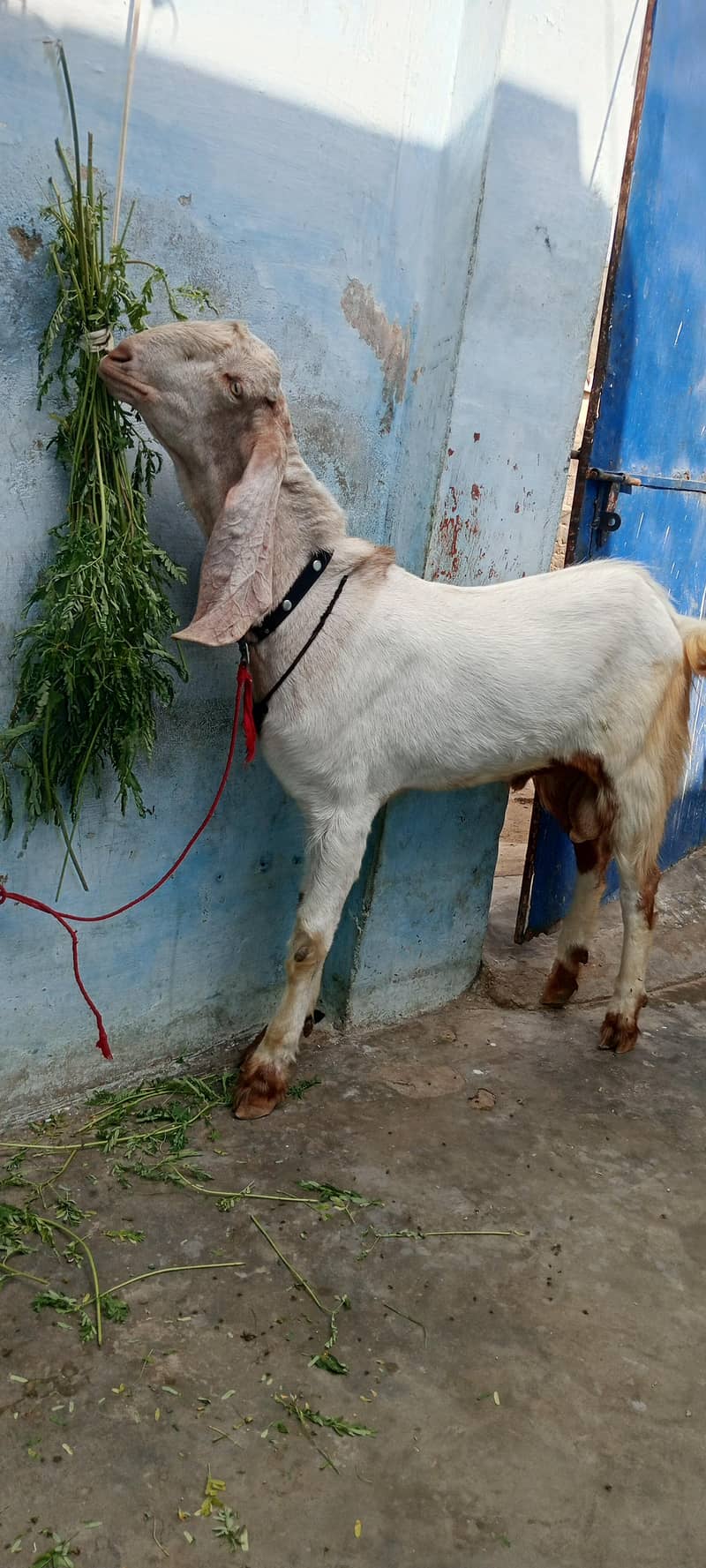 bakra 0