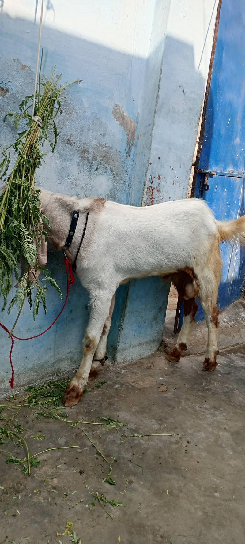 bakra 1