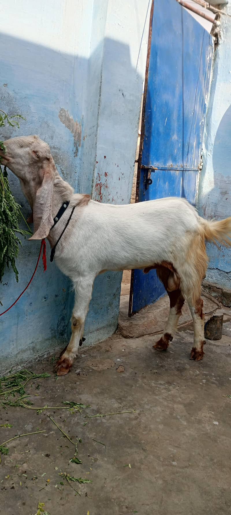 bakra 2