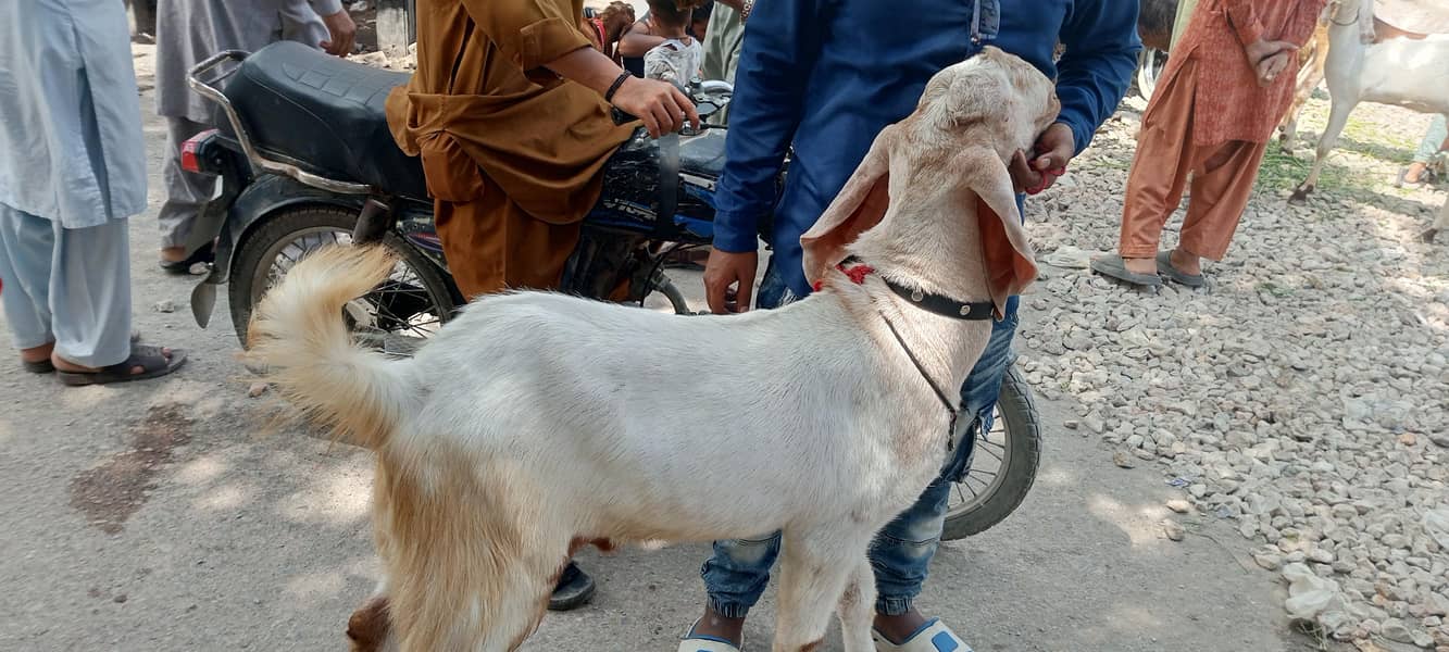 bakra 3