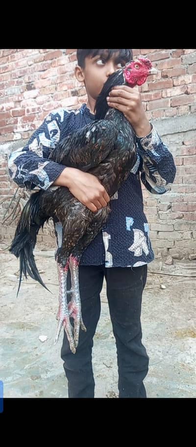 Thai + pokay male long highted