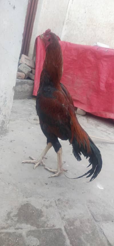 aseel mianwali lakha