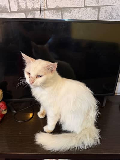 it's a two eyed coloured Persian cat in pure white colour