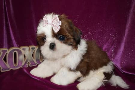 Shihtzu puppies and White German shepherd