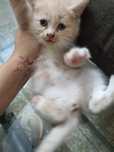 Healthy & Playful Kittens for Sale – Lahore
