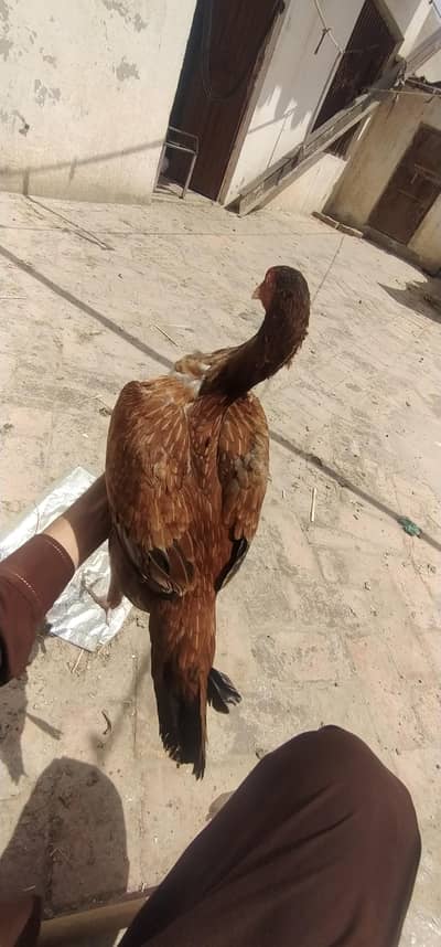 aseel mianwali lakhi