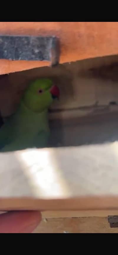 Talking Male Ringneck Pair 03312863849