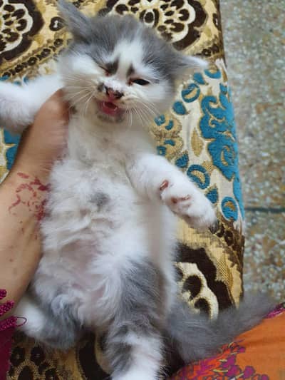 Healthy & Playful Kittens for Sale – Lahore