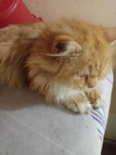 male white female brown