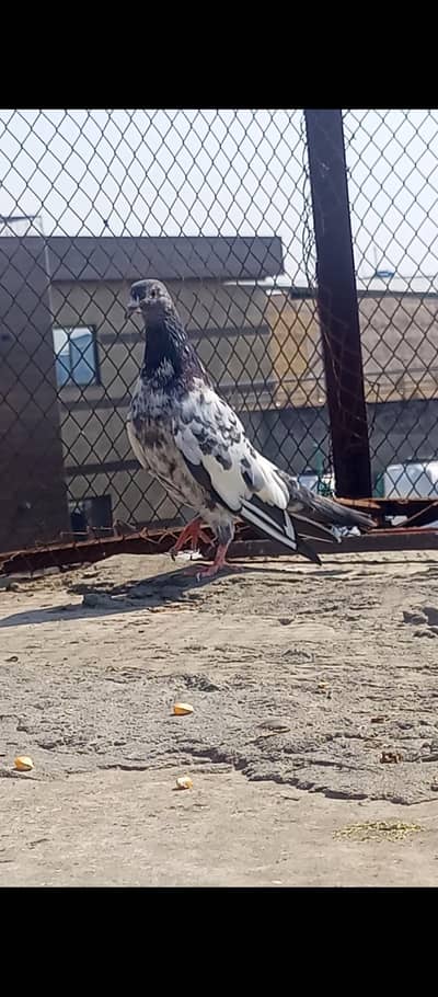 zakh chena male ha or ak old blood line pigeon ha munaseeb price ha