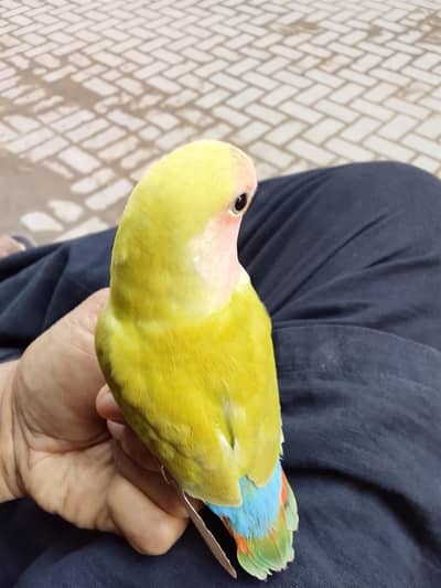 Rosicoli Peach Face Love Bird – Fully Hand Tame & Friendly