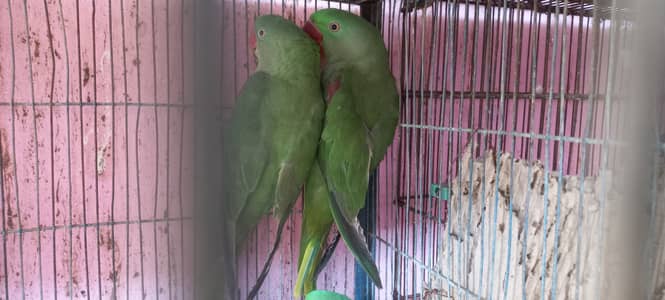 Hand tame Row Parrots Pair