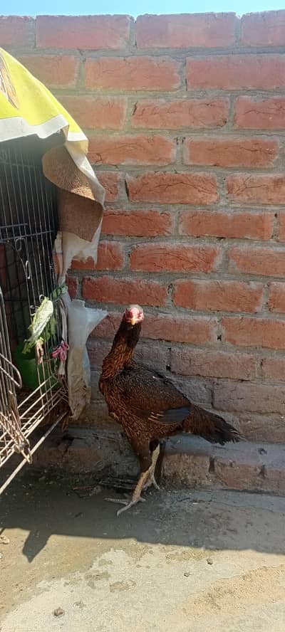 Ghar ki Pali hui Active Murgi for Sale