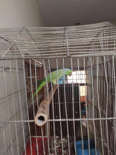 Ringneck Male talking