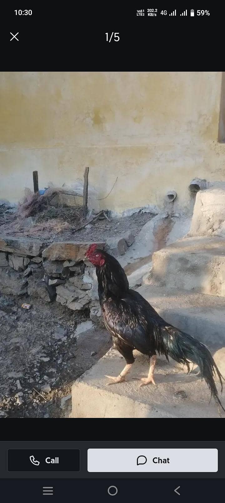 Quality bird 3337.875. 738 whtsap 0