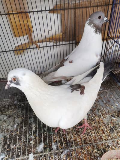 Breeder pairs for sale