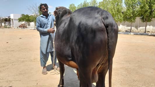 bachre for sale