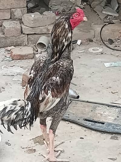 Urgent sale ghar ka pala howa ha