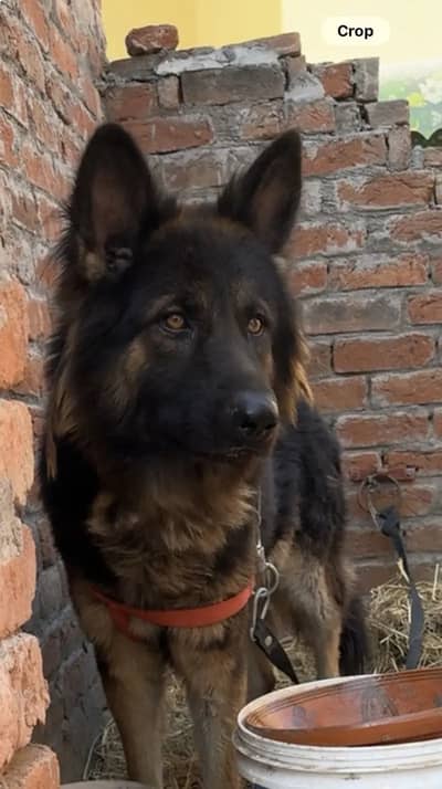 german shepherd log cout king size