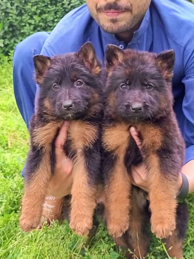 top quality German Shepherd Long coated  puppies for sale