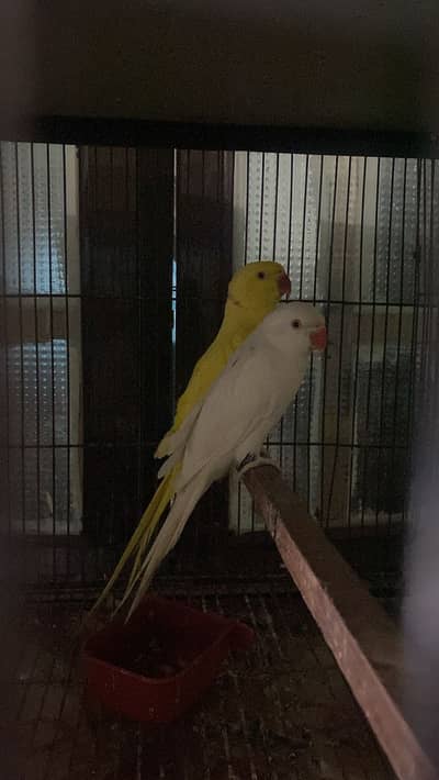 dashing pair foe sale