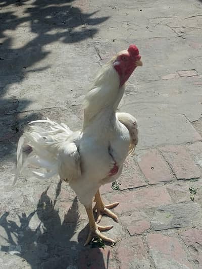 Parrot beak murga| male aseel | Golden buff pair | murgia for sale