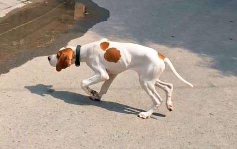 English pointer male puppy | pointer puppy for sale