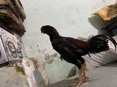 Aseel murga patha kukar