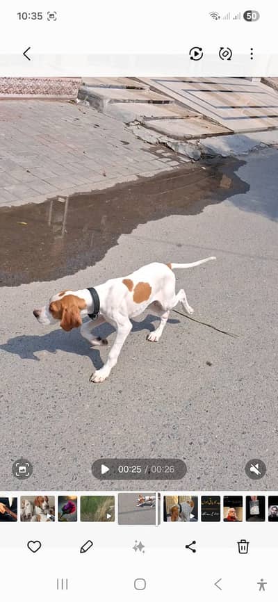 English pointer puppy for sale \ best pointer dog male puppy
