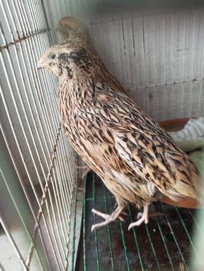 Farmi batair jora 10 eggs and cage