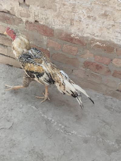 Aseel Murga For Sale – Healthy & Strong”