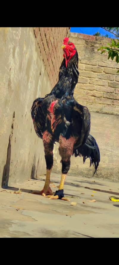 king size German o shamo