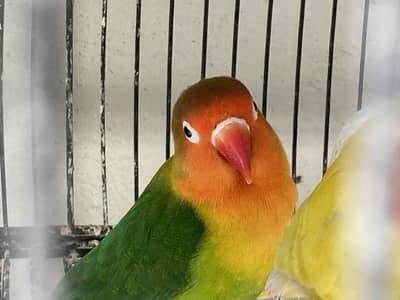 High quality ke love birds