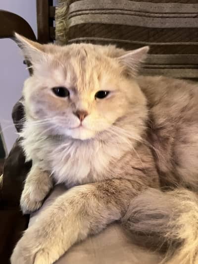 Luxury Golden Persian (Triple Coat) – Healthy & Well-Groomed