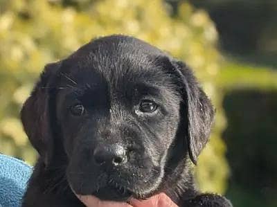 Lebra Dog Female Healthy & Active