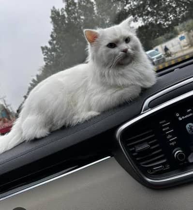 more then 3 coat doll face full white every thing train.