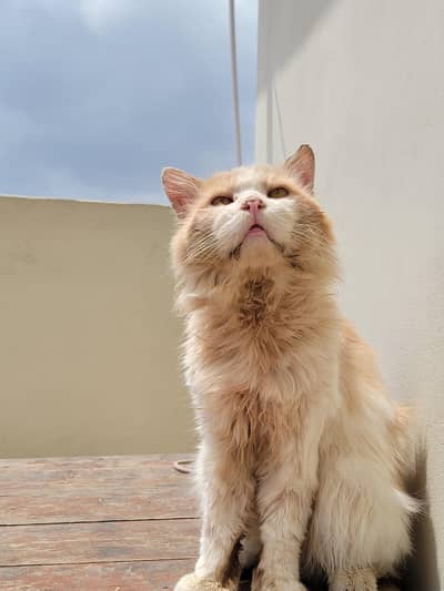 presian male cat Doll face