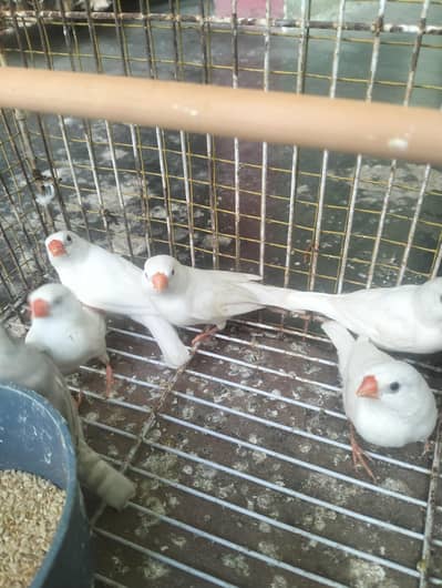 Snow White finch for sale urgent sale 03422827744
