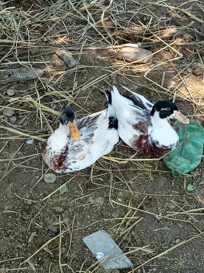 2 male Campbell duck